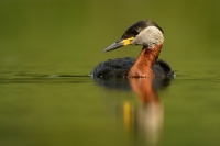 Potapka rudokrka - Podiceps grisegena - Red-necked Grebe 5950